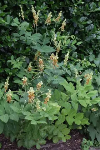 Lathyrus davidii