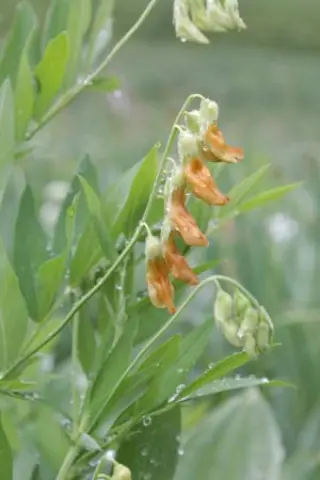 Lathyrus laevigatus (Lenzumo)