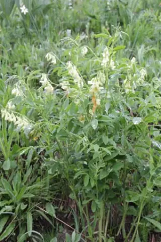 Lathyrus laevigatus (Lenzumo)