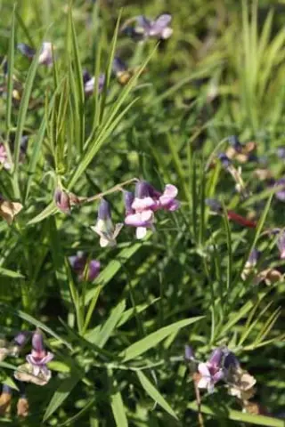 Lathyrus linifolius linifolius