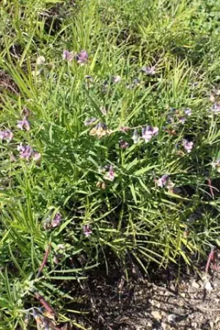 Lathyrus linifolius linifolius