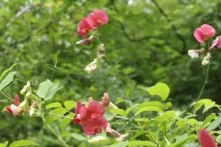 Lathyrus rotundifolius