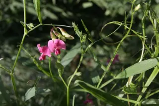 Lathyrus sylvestris