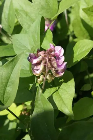 Lathyrus venetus (col. Siena, Italië)