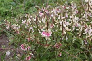Lathyrus vernus 'Alboroseus'