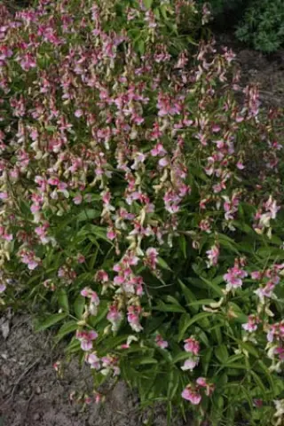 Lathyrus vernus 'Alboroseus'