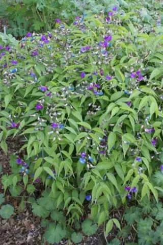 Lathyrus vernus 'Cyaneus'