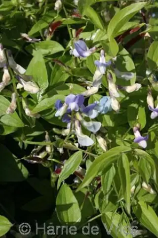 Lathyrus vernus ex 'Subtle Hints'