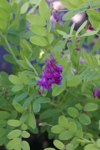 Lathyrus vernus 'Flaccidus'