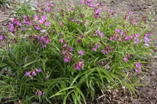 Lathyrus vernus 'Flaccidus'