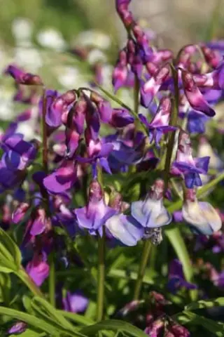 Lathyrus vernus gracilis