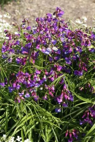 Lathyrus vernus gracilis