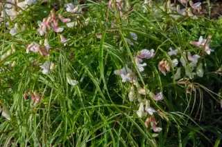 Lathyrus vernus 'Madelaine'