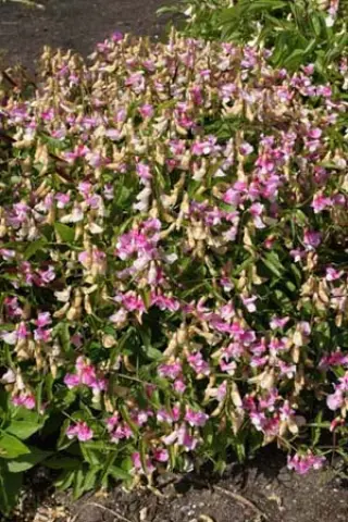 Lathyrus vernus 'Roseus'