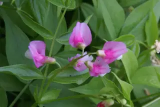 Lathyrus vernus 'Rosenelfe'