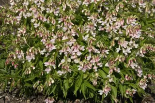 Lathyrus vernus 'Rosenelfe'
