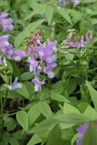 Lathyrus vernus 'Subtle Hints'