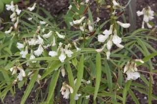 Lathyrus vernus ex 'Sylvia Norton'