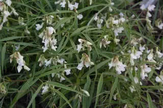 Lathyrus vernus ex 'Sylvia Norton'