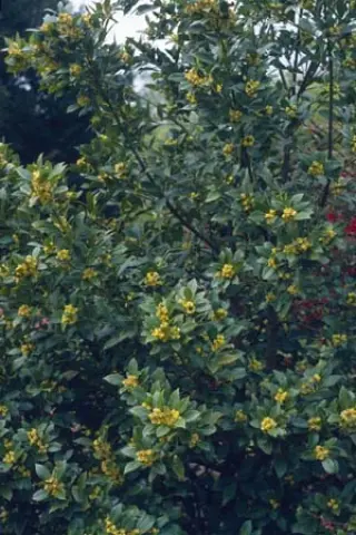 Laurus nobilis