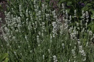 Lavandula angustifolia 'Blue Mount White'