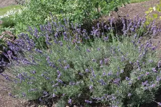 Lavandula angustifolia 'Contrast'