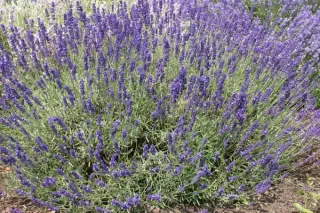 Lavandula angustifolia 'Hidcote Blue' (Pagels)