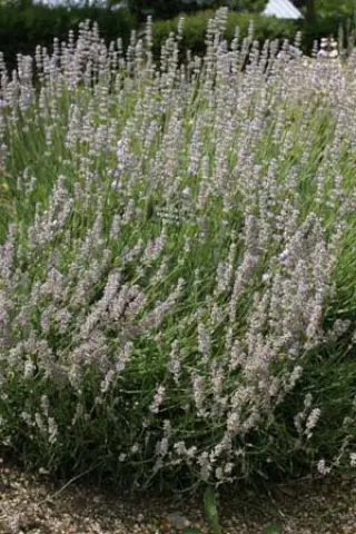 Lavandula angustifolia 'Miss Katherine'