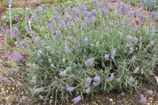 Lavandula angustifolia 'Miss Muffet'