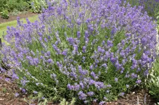 Lavandula angustifolia 'Middachten'