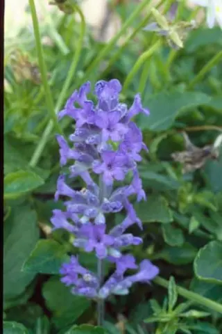 Lavandula angustifolia 'Middachten'