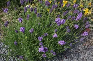 Lavandula angustifolia 'Thumbelina Leigh'