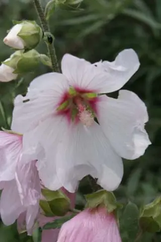 Lavatera 'Blushing Bride'
