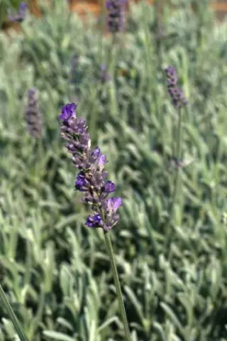 Lavandula x chaytoriae 'Richard Gray'