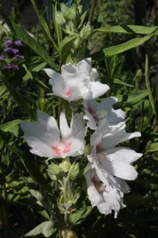 Lavatera x clementii 'Barnsley Baby'
