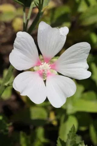 Lavatera 'Duet'