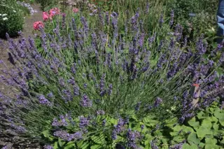 Lavandula x intermedia 'Phenomenal'