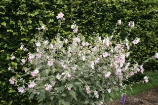 Lavatera 'Silver Barnsley'
