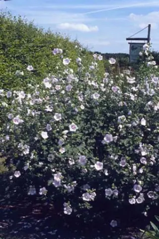 Lavatera thuringiaca 'Saalestrand'