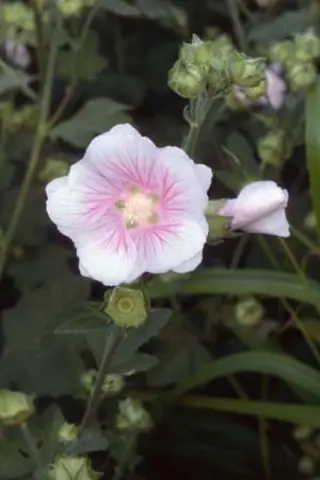 Lavatera thuringiaca 'Saalestrand'