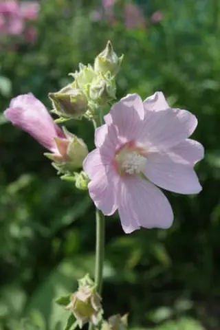 Lavatera thuringiaca 'Tauricensis'