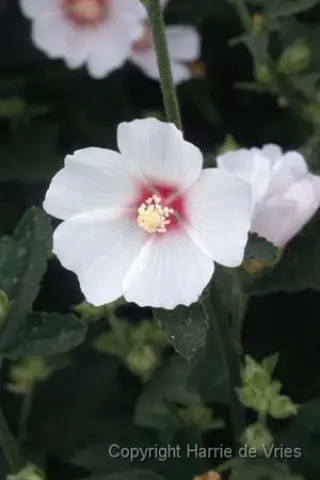 Lavatera 'Zilverkandelaar'