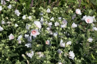 Lavatera 'Zilverkandelaar'