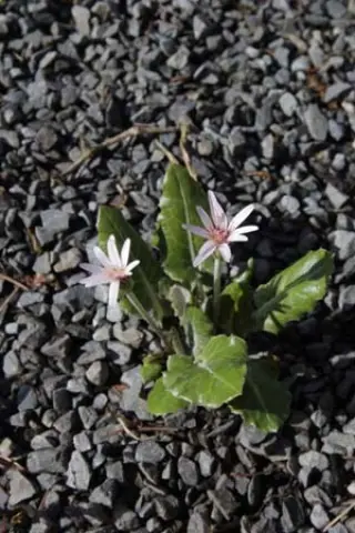 Leibnitzia anandria