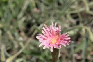 Leontodon asperrimus