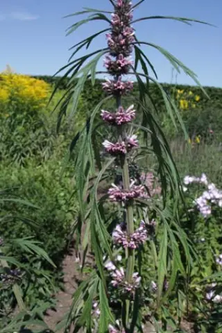 Leonurus japonicus