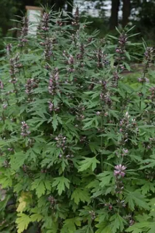 Leonurus japonicus