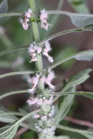 Leonurus quinquelobatus (syn. L. cardiaca villosus)