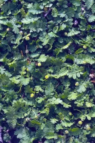 Leptinella dioica 'Minor' (Syn. Cotula)