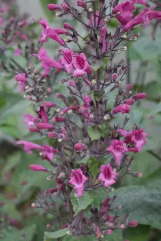 Lepechinia hastata
